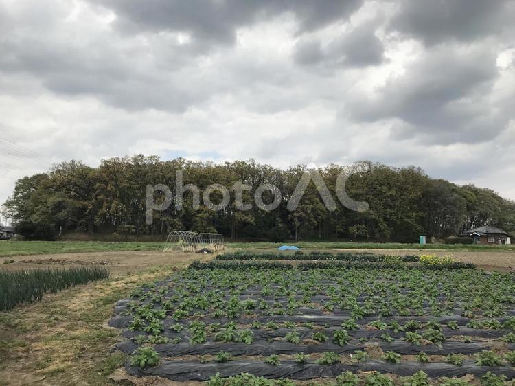 群馬県太田市の太田天神山古墳 古墳,古代史,前方後円墳の写真素材