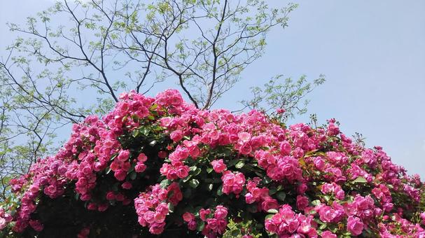 薔薇 薔薇 薔薇,バラ,青空の写真素材