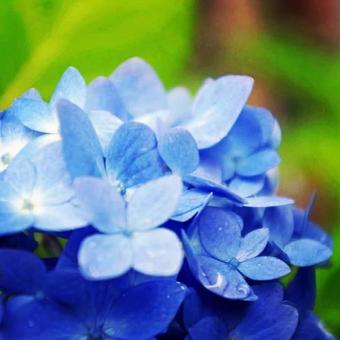 水滴と紫陽花 水滴と紫陽花の写真