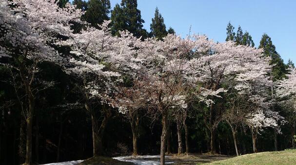 春の花・桜 桜,雪,景色の写真素材