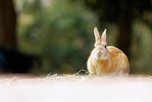 大久野島の兎 大久野島の兎 うさぎ,大久野島,野生動物の写真素材