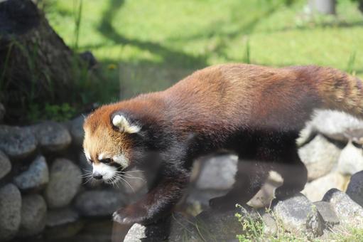 レッサーパンダ レッサーパンダの写真