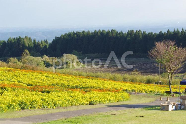 くじゅう花公園から見る景色 花,風景,くじゅう花公園の写真素材