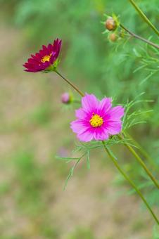 ピンクと赤のコスモスが並ぶ秋の風景 ピンクと赤のコスモスが並ぶ秋の風景 コスモス,花,秋の写真素材