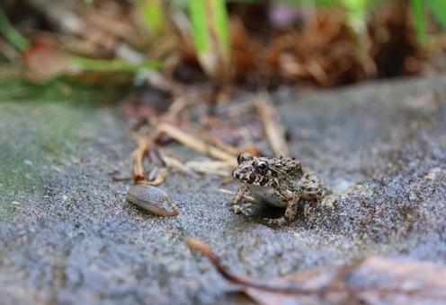 ナメクジとカエル(ヌマガエル) ナメクジとカエル(ヌマガエル)の写真