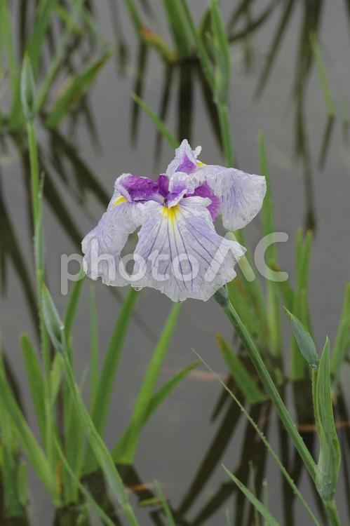 雨を浴びた紫のハナショウブの花 花菖蒲,ハナショウブ,アヤメ科の写真素材
