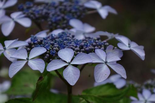 Blooming in the rain, hydrangea, flower, hydrangea plant, JPG