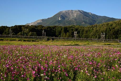 伊吹山と秋桜6 伊吹山,山,秋桜の写真素材