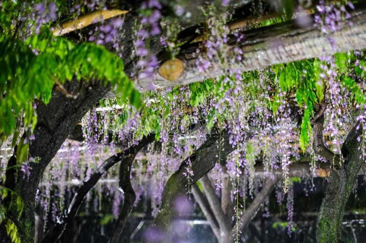 亀戸天神社の藤の花 ライトアップ 藤の花,亀戸天神社,亀戸の写真素材