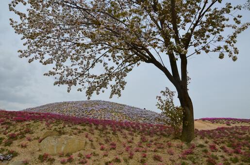 葉桜と満開の芝桜が彩る春の丘の風景 桜,サクラ,葉桜の写真素材