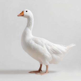 愛らしい白いガチョウの全身像 愛らしい白いガチョウの全身像の写真