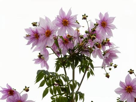 【花の写真】皇帝ダリア 皇帝ダリア,コウテイダリア,植物の写真素材