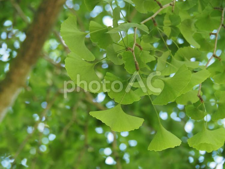銀杏の木 銀杏,銀杏の木,グリーンの写真素材