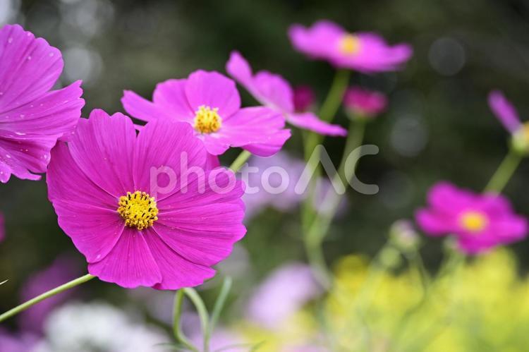 鮮やかなピンクのコスモス 自然,花,植物の写真素材
