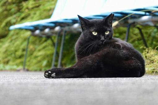 横座りする黒猫 横座りする黒猫 ネコ,保護猫,ニャンコの写真素材