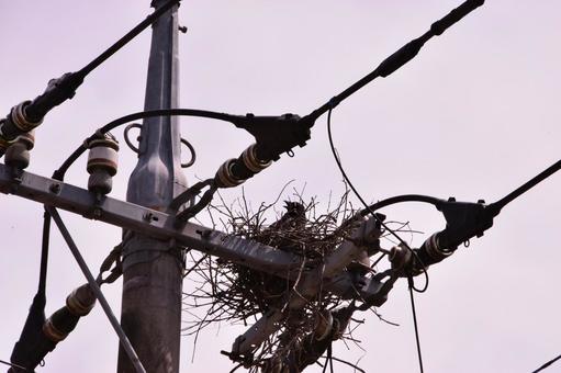 カラスのお家の写真