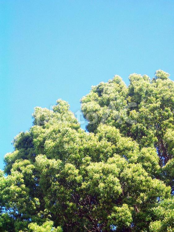樹木と青空 樹木,植物,木の写真素材