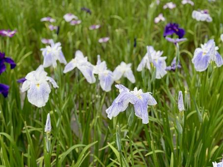 堀切菖蒲園 曇り空の下咲き誇る花菖蒲 堀切菖蒲園 曇り空の下咲き誇る花菖蒲の写真