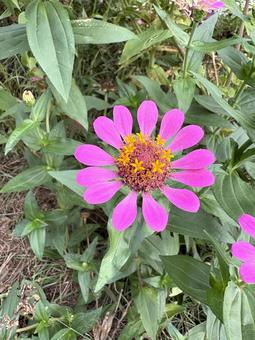 ジニア（百日草）の写真