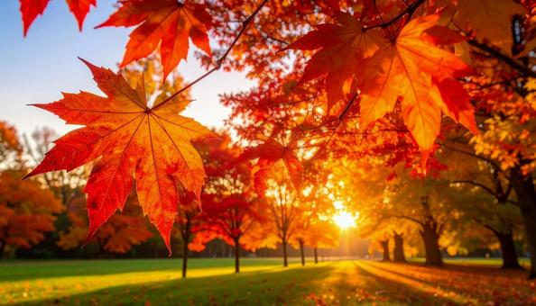 公園の紅葉と差し込む朝日の木漏れ日の写真 公園の紅葉と差し込む朝日の木漏れ日の写真の写真