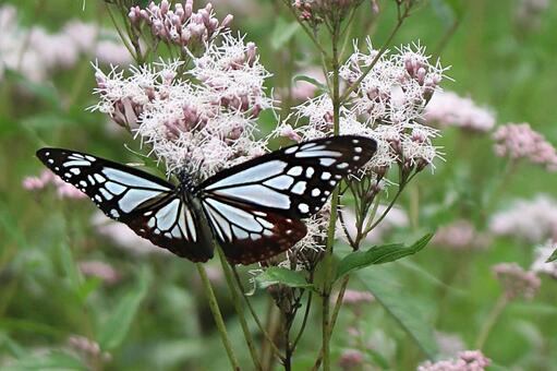 ピンクの花と蝶のアップ ピンクの花,蝶,チョウの写真素材