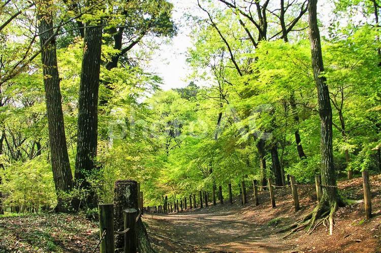 樹木・新緑 新緑,木漏れ日,木の写真素材