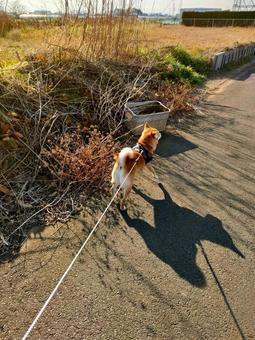 お散歩が楽しい柴犬です! お散歩が楽しい柴犬です! 犬,シバ,shibainuの写真素材