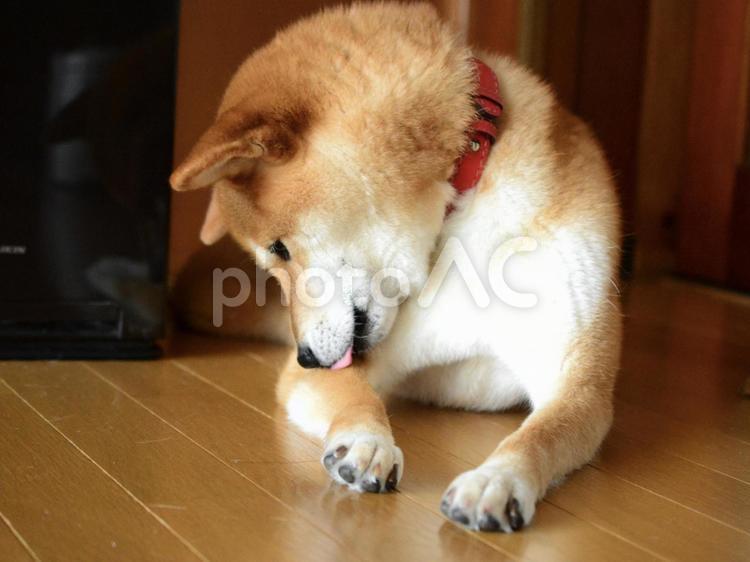 腕を舐めている柴犬 柴犬,犬,日本犬の写真素材