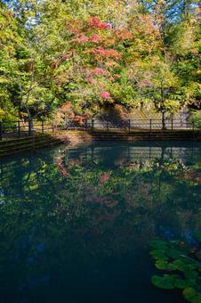 秋の始まりを告げる池の畔の静かな情景 紅葉,秋,秋の風景の写真素材