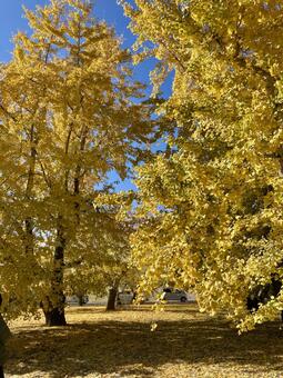 銀杏の絨毯 秋,風景,銀杏の写真素材