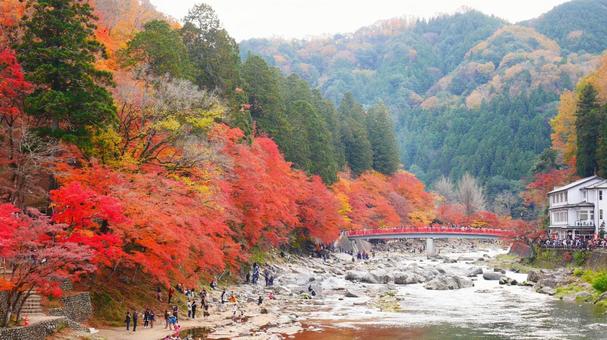 秋の香嵐渓 日本,国内旅行,旅行の写真素材