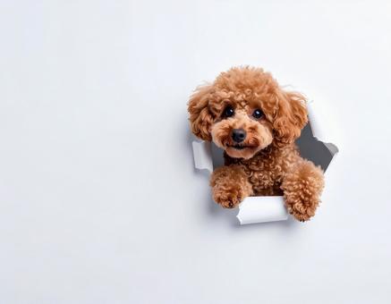 破れた穴から顔を出すトイプードル5 破れた穴から顔を出すトイプードル5の写真