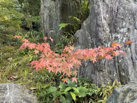 初紅葉 もみじ,紅葉,西の丸庭園の写真素材