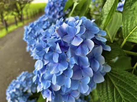 6月のあじさい 6月のあじさいの写真