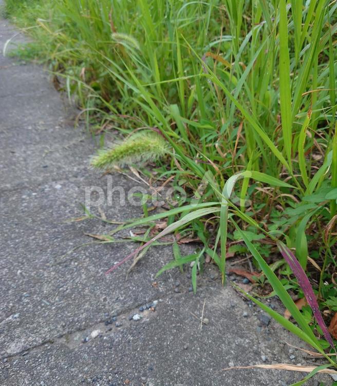道端のエノコログサ エノコログサ,歩道,雑草の写真素材
