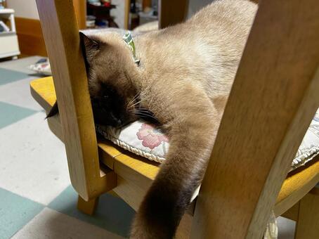 椅子の上で熟睡中 シャム猫,保護猫,譲渡猫の写真素材