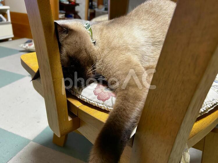 椅子の上で熟睡中 シャム猫,保護猫,譲渡猫の写真素材