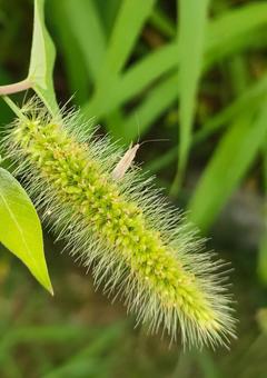 ハネナガマキバサシガメの写真