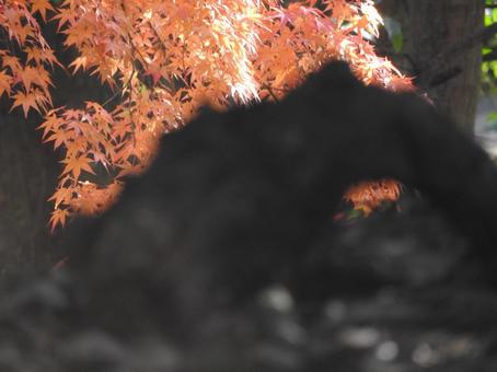 紅葉 紅葉の写真