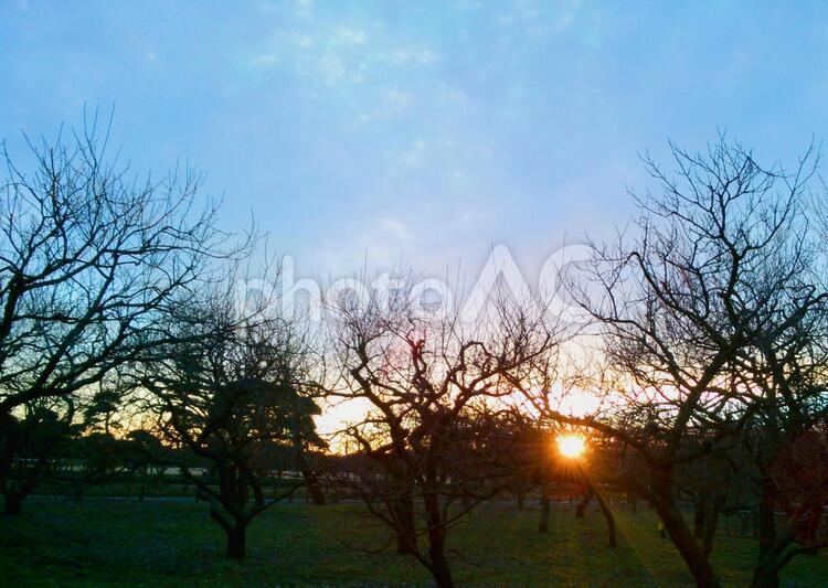 冬の偕楽園の夕日 冬,寂しい,梅園の写真素材