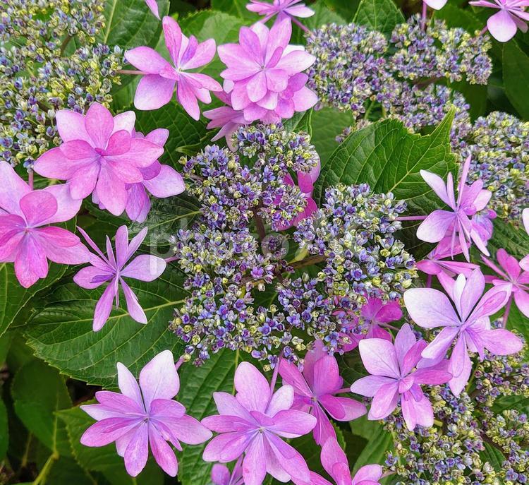 ガクアジサイ② 紫陽花,ガクアジサイ,梅雨の写真素材