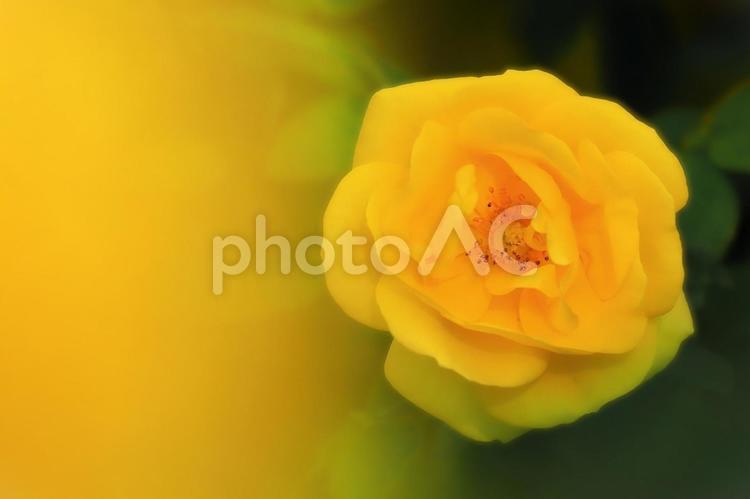 開花した秋咲きの美しいイエローフラワー 植物,花,薔薇の写真素材