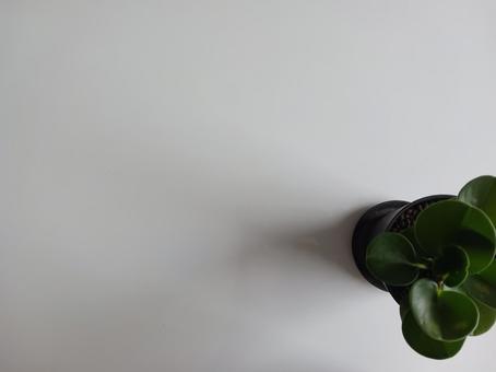 シンプルな植物の背景-1 シンプルな植物の背景-1の写真
