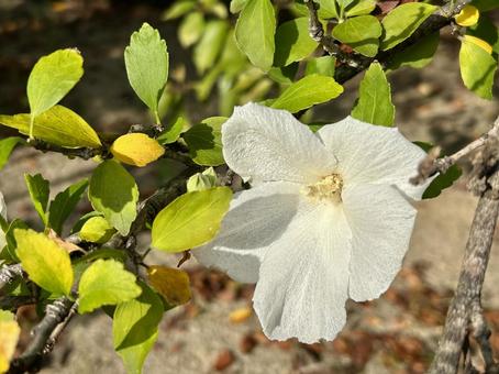 ムクゲ(木槿)の白い花 ムクゲ,花,白の写真素材