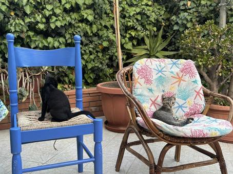 子猫 椅子 子猫 椅子 ねこ,子猫,猫の写真素材