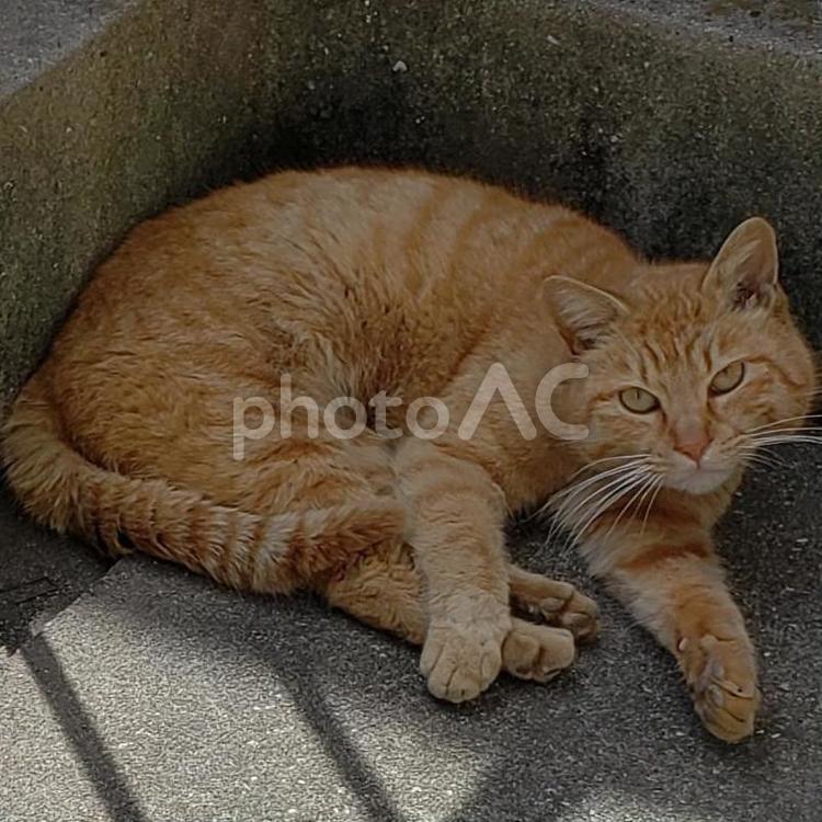 また、見つかっちゃった ネコ,ねこ,茶トラの写真素材
