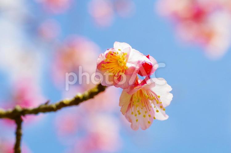 桜・暖かい春の日差し 春,桜,自然の写真素材