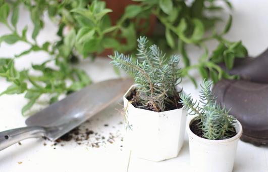 多肉植物セダムとスコップと長靴C 多肉植物セダムとスコップと長靴Cの写真