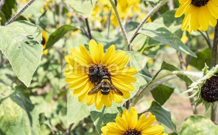 ひまわりとクマバチの夏時間 ひまわり,黄色,花の写真素材