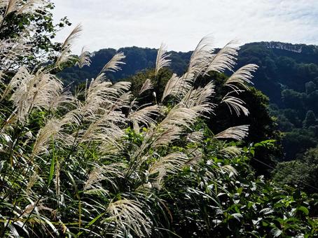 新潟県湯沢高原のすすき 新潟県湯沢高原のすすき 新潟県,越後湯沢,湯沢高原の写真素材